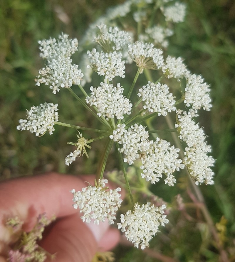 Pimpinella thellungiana photo 7