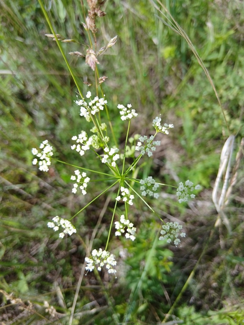 Pimpinella thellungiana photo 8