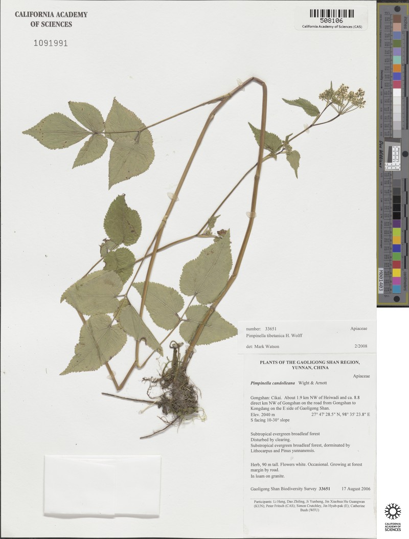 Pimpinella tibetanica