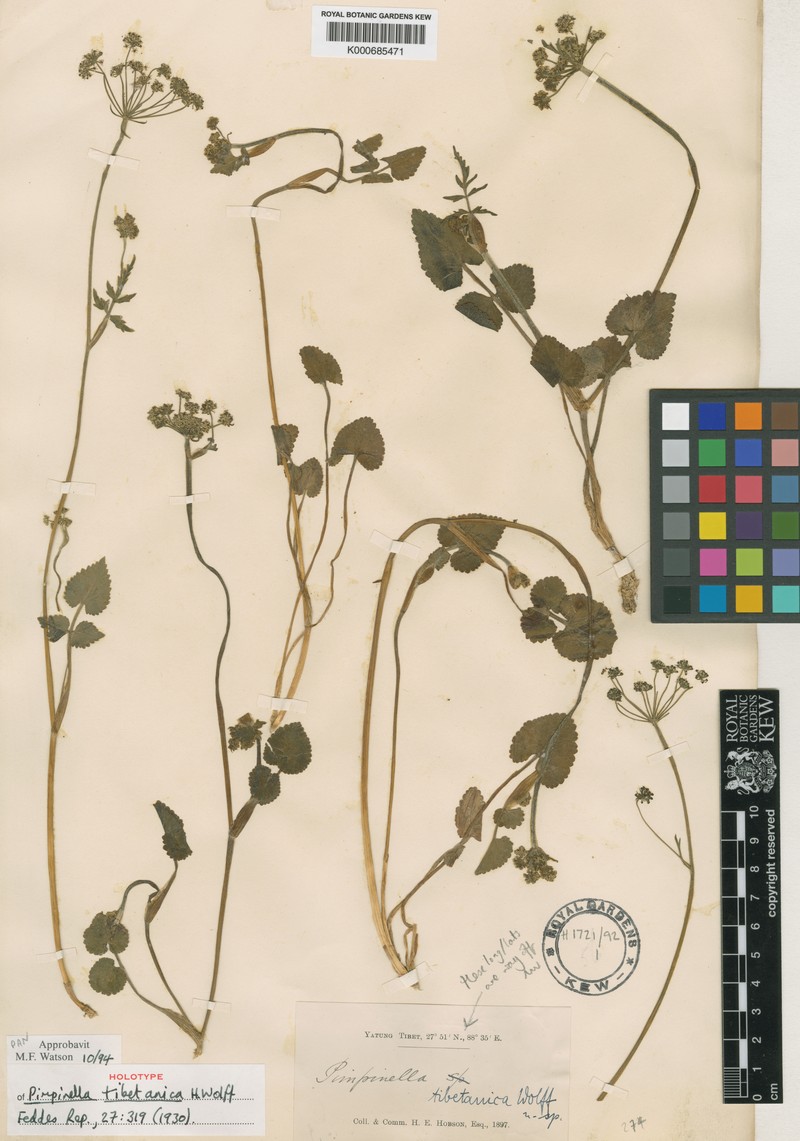 Pimpinella tibetanica photo 2