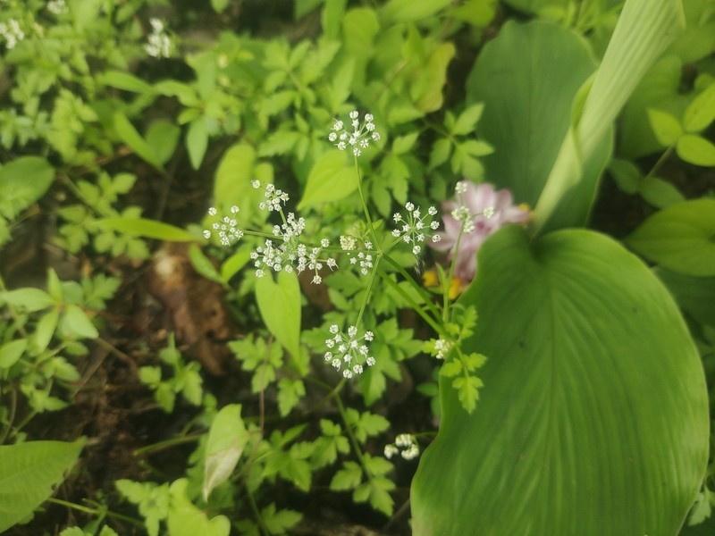 Pimpinella tomentosa