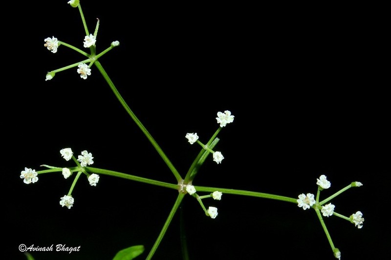 Pimpinella tomentosa photo 2