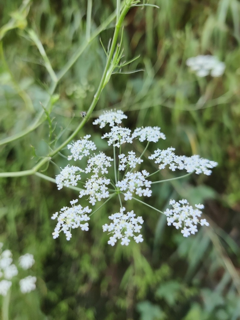 Pimpinella tomentosa photo 3