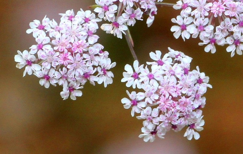 Pimpinella tomentosa photo 4