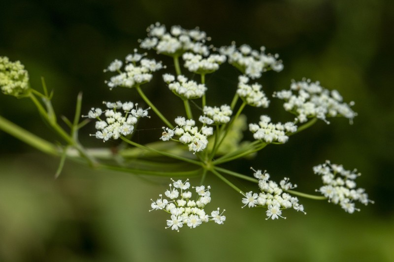 Pimpinella tomentosa photo 5