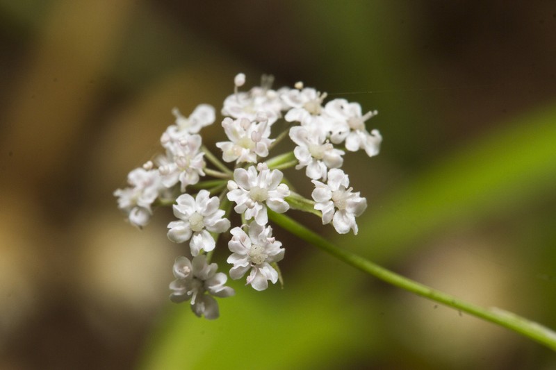 Pimpinella tomentosa photo 6
