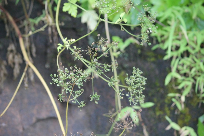 Pimpinella tomentosa photo 7
