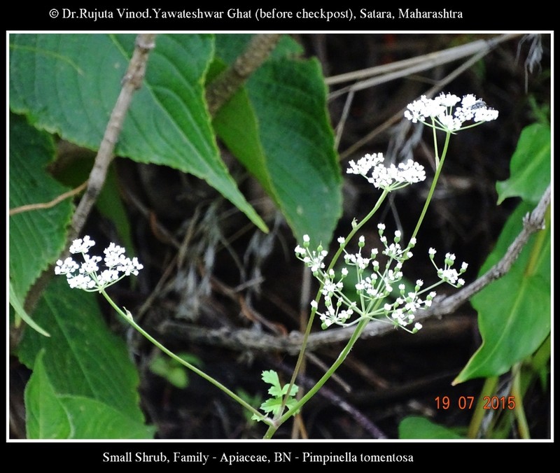 Pimpinella tomentosa photo 8