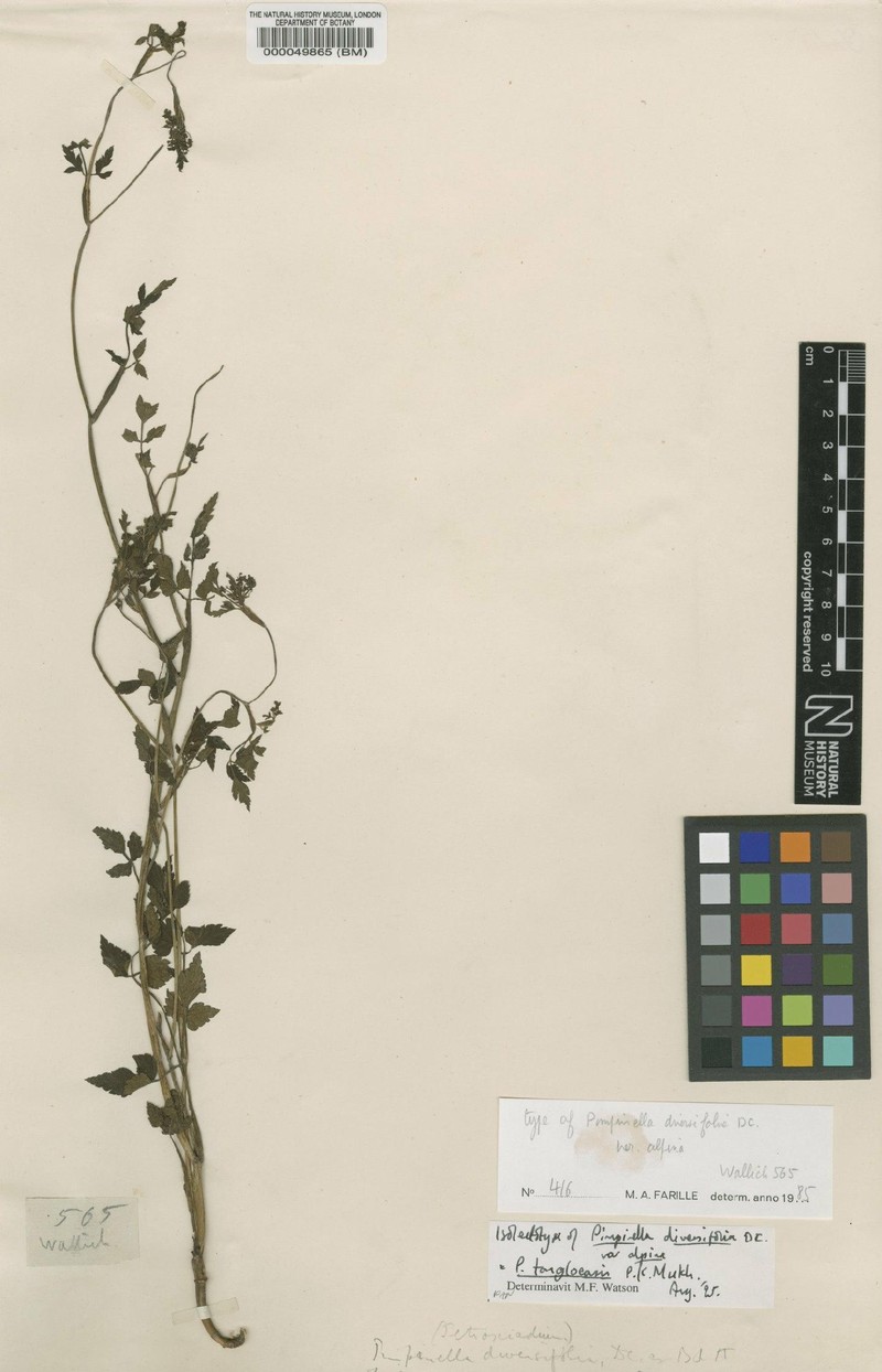 Pimpinella tongloensis