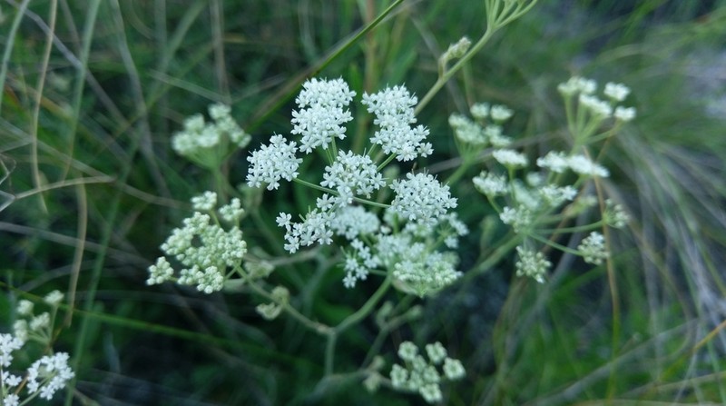 Pimpinella tragium
