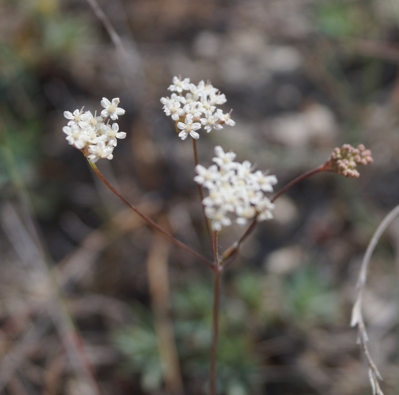 Pimpinella tragium photo 2