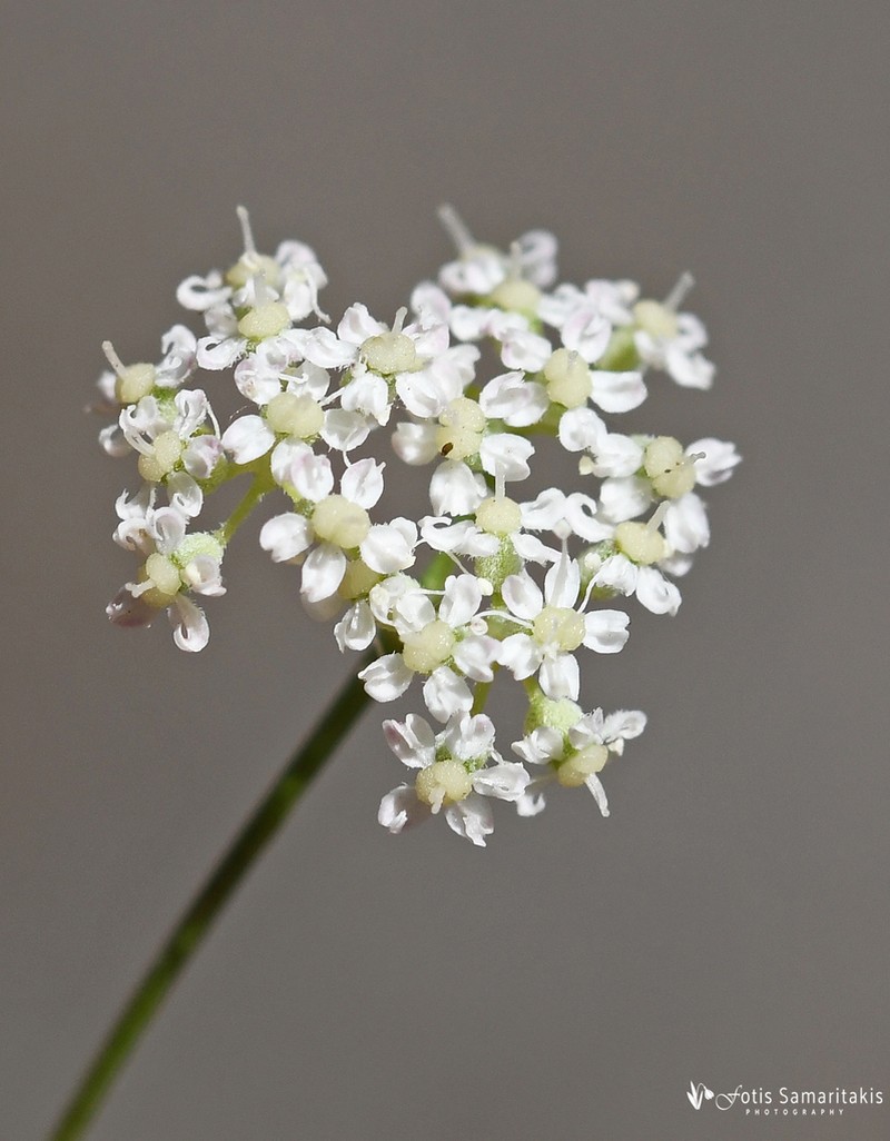 Pimpinella tragium photo 3