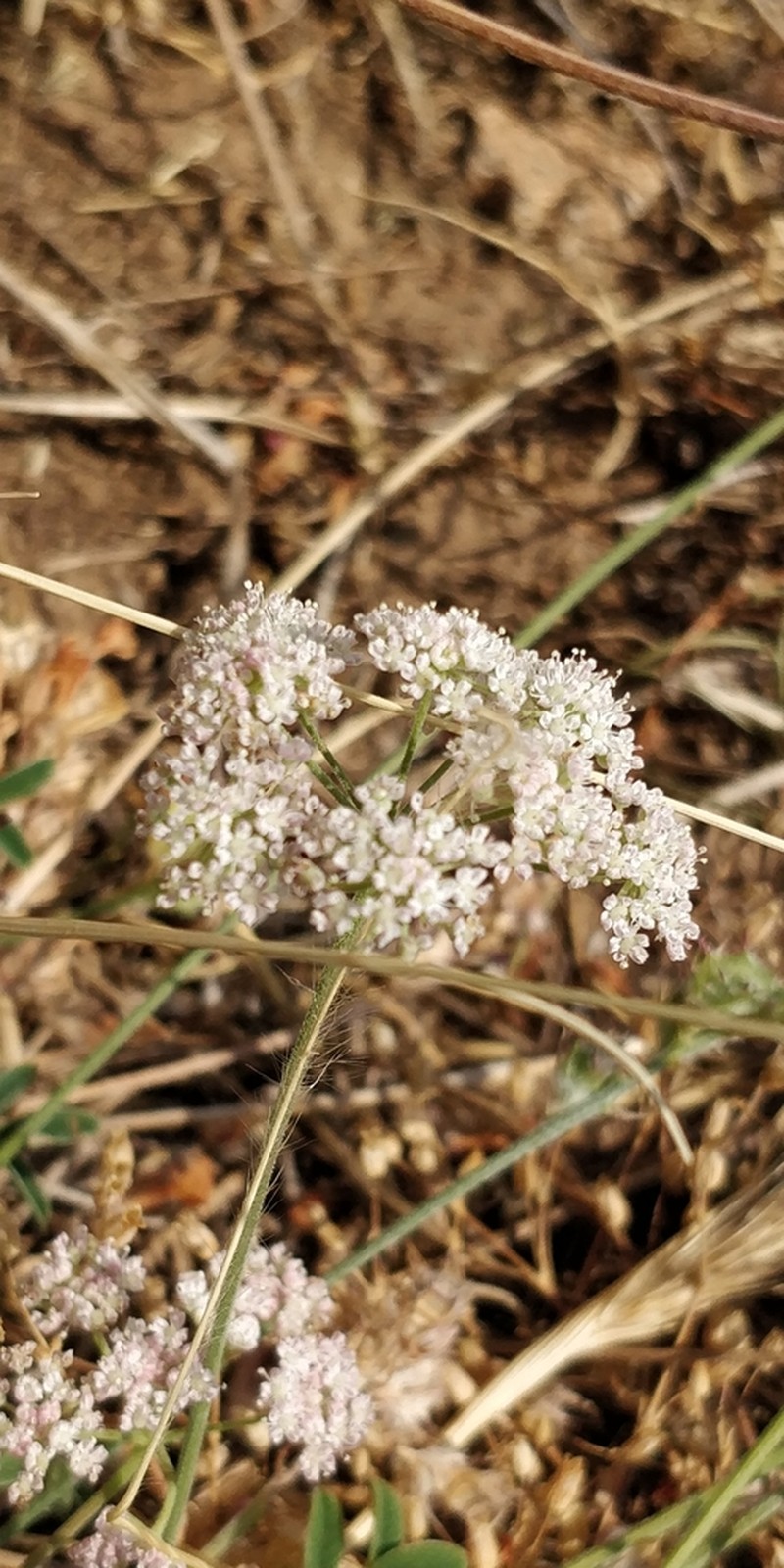 Pimpinella tragium photo 4
