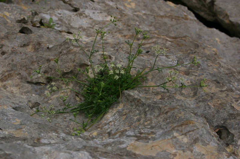 Pimpinella tragium photo 5