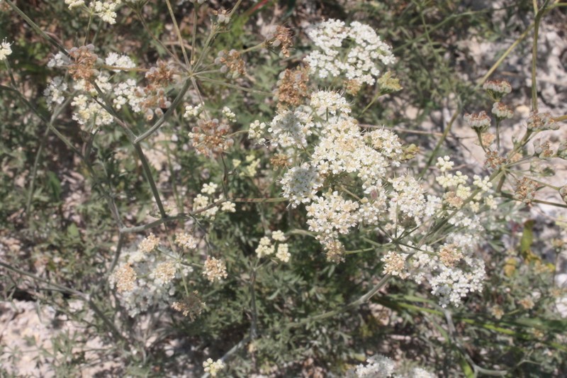 Pimpinella tragium photo 6