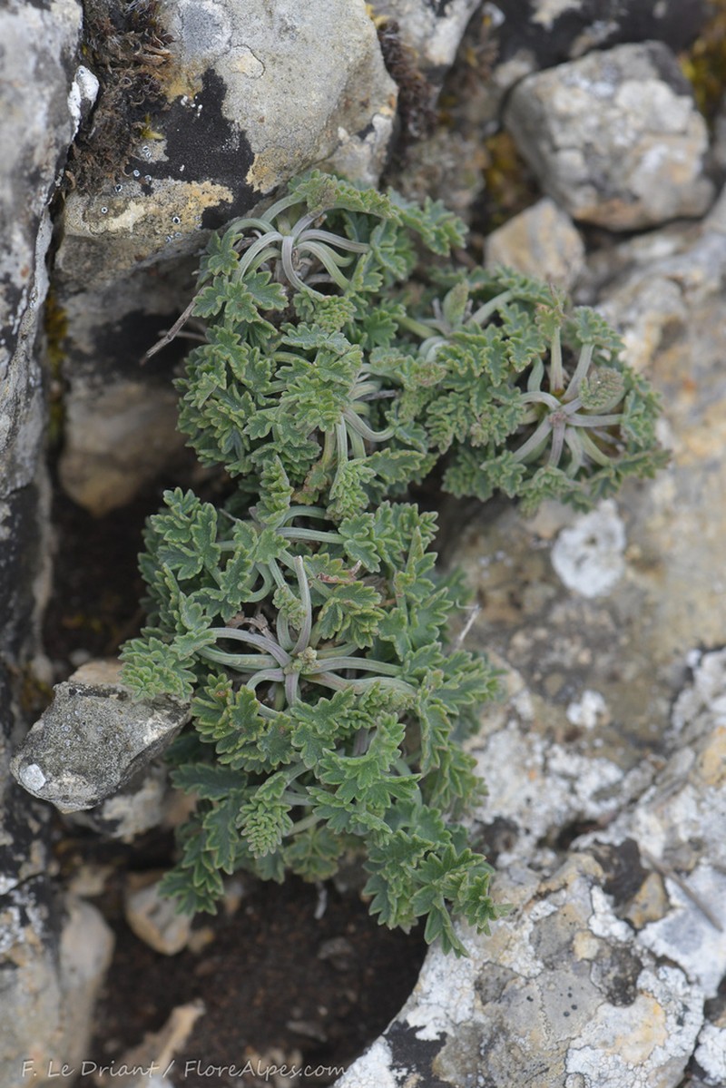Pimpinella tragium photo 7