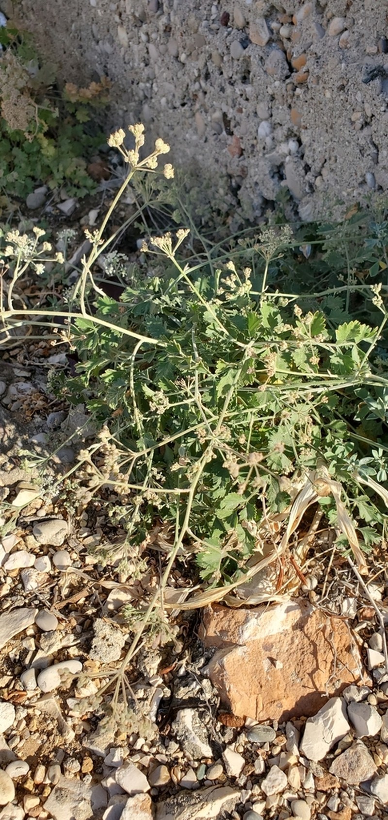 Pimpinella tragium photo 8