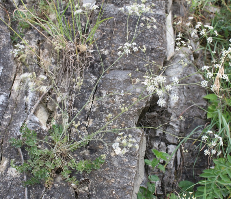 Pimpinella tragium subsp. pseudotragium