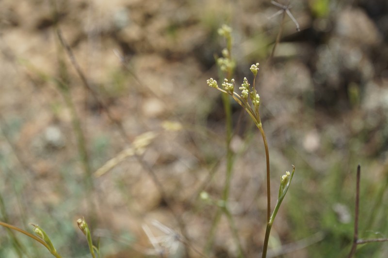Pimpinella tragium subsp. pseudotragium photo 2