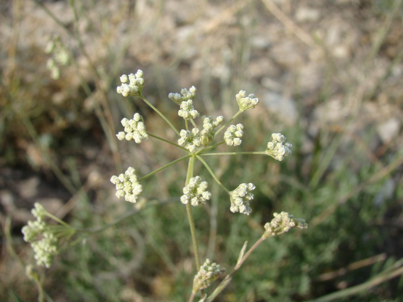 Pimpinella tragium subsp. pseudotragium photo 3
