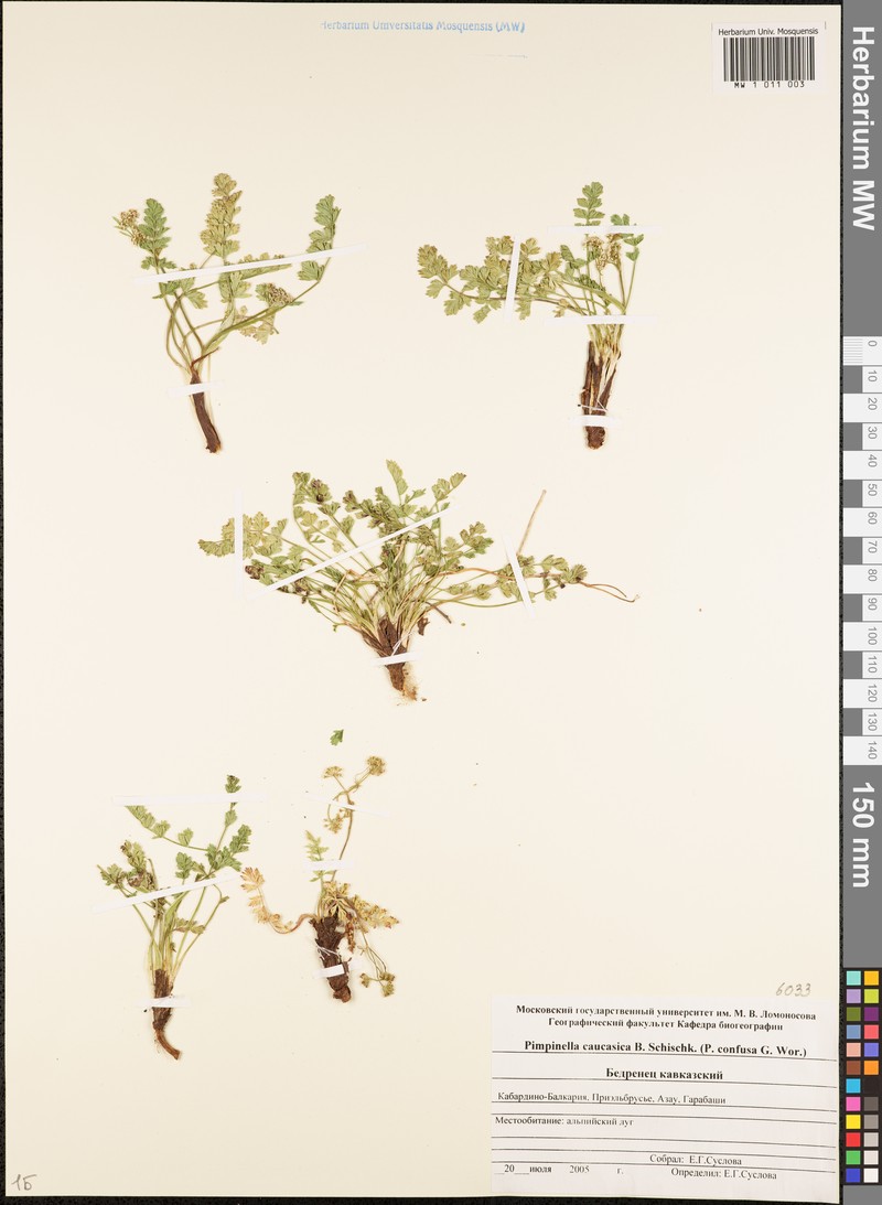 Pimpinella tragium subsp. pseudotragium photo 4