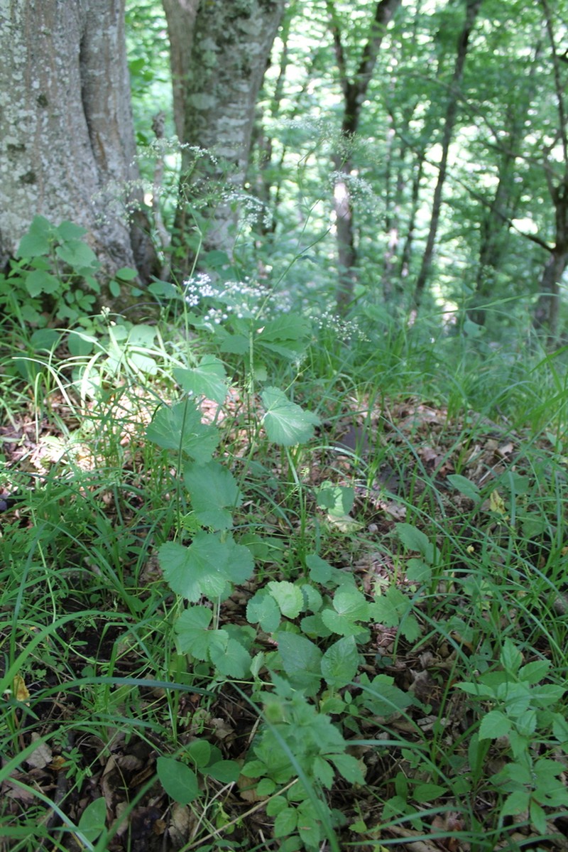 Pimpinella tripartita