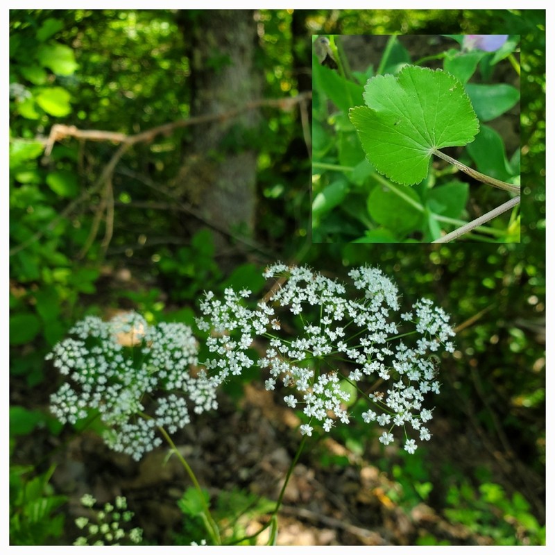 Pimpinella tripartita photo 2