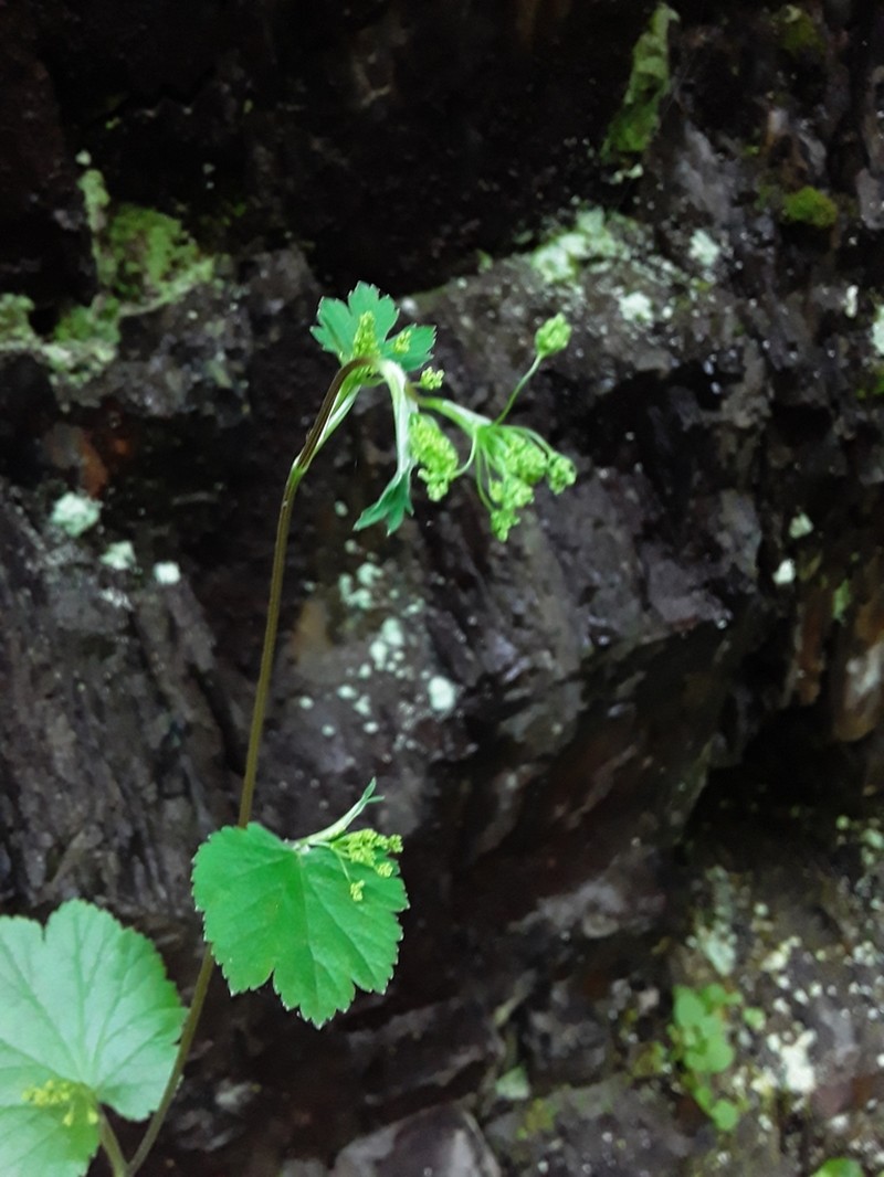 Pimpinella tripartita photo 3