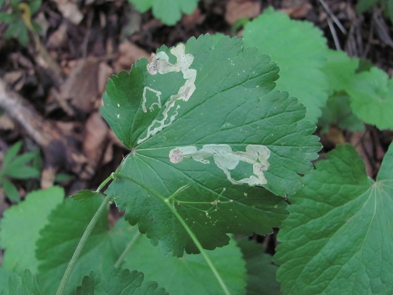 Pimpinella tripartita photo 4