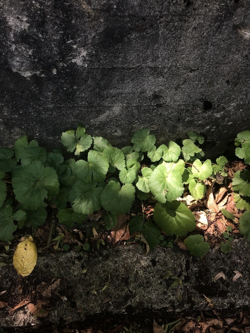 Pimpinella tripartita photo 5