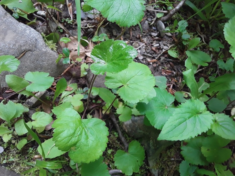 Pimpinella tripartita photo 6