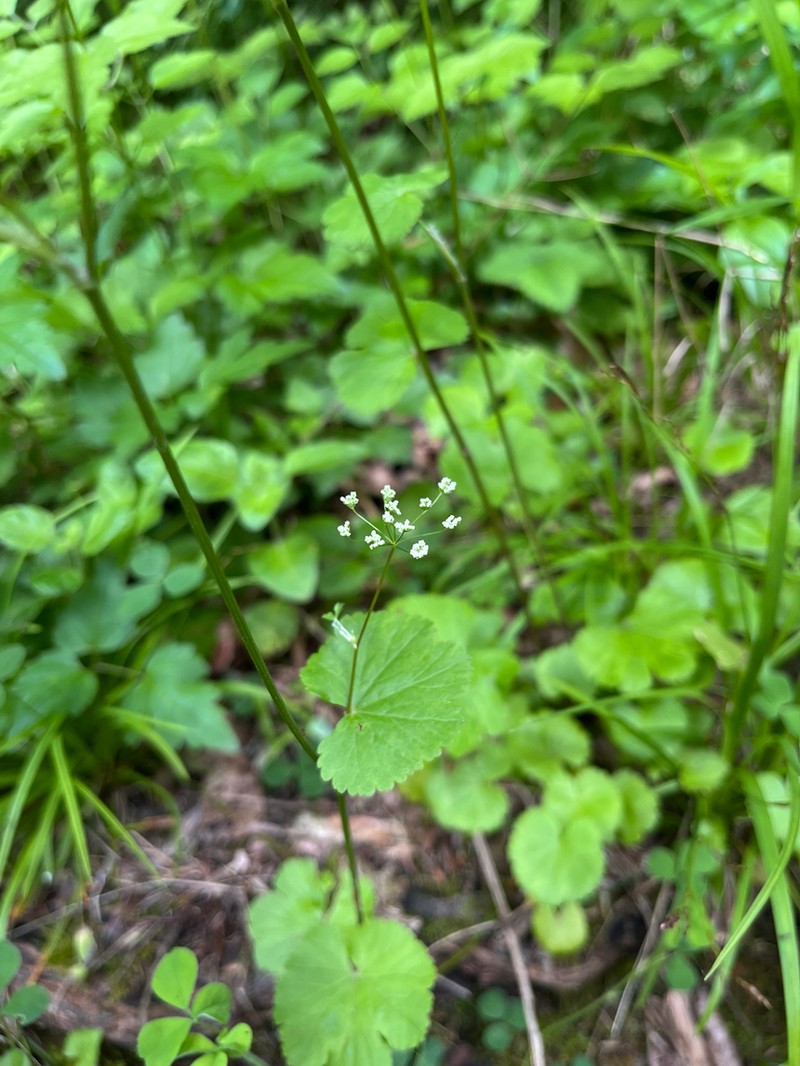 Pimpinella tripartita photo 7