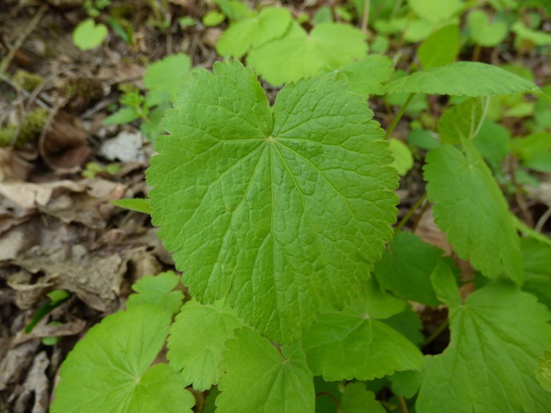 Pimpinella tripartita photo 8