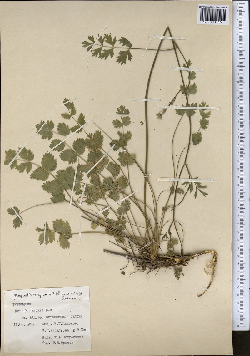 Pimpinella turcomanica