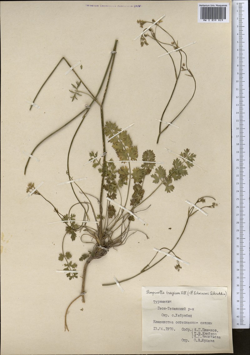 Pimpinella turcomanica photo 2