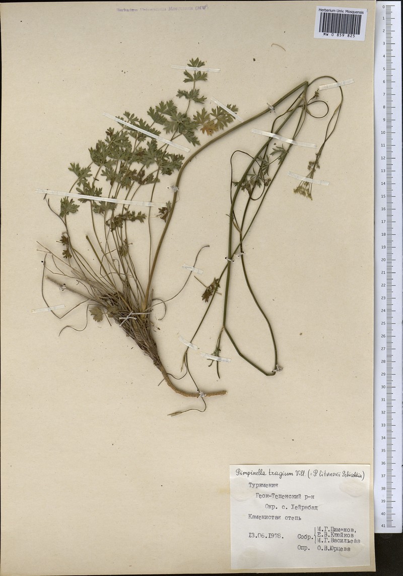 Pimpinella turcomanica photo 3