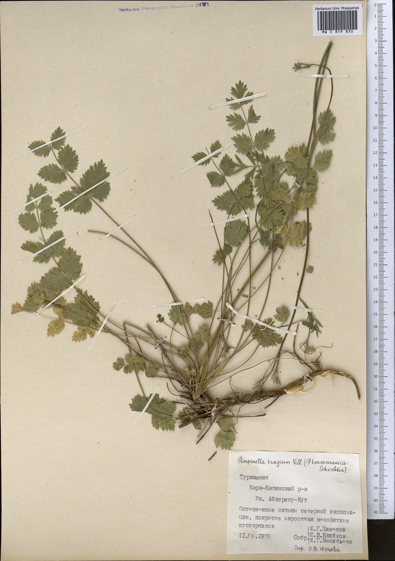 Pimpinella turcomanica photo 4