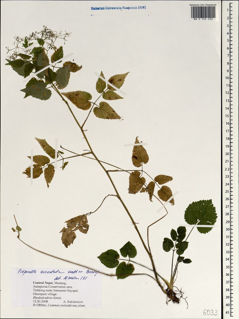 Pimpinella urceolata