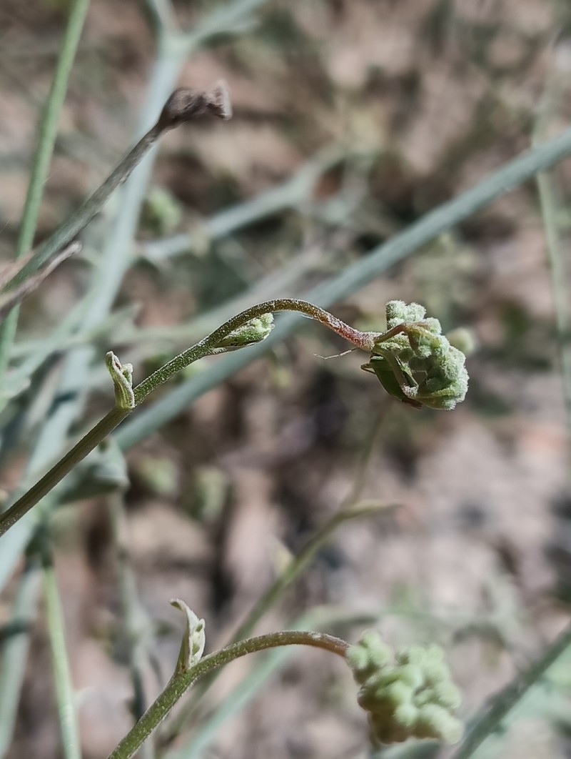 Pimpinella villosa