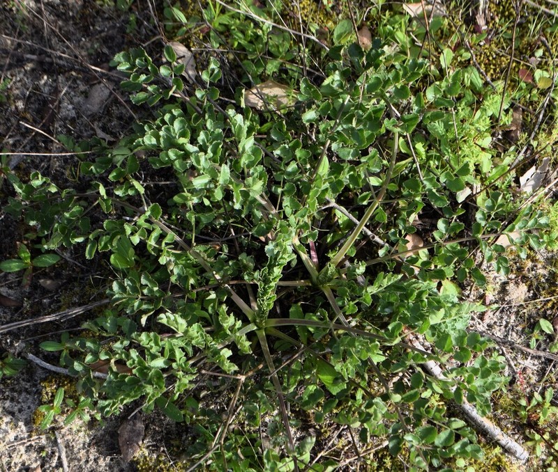 Pimpinella villosa photo 2