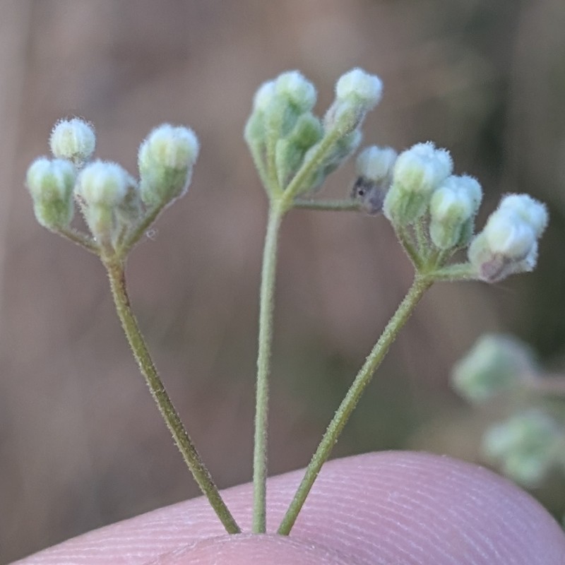Pimpinella villosa photo 3