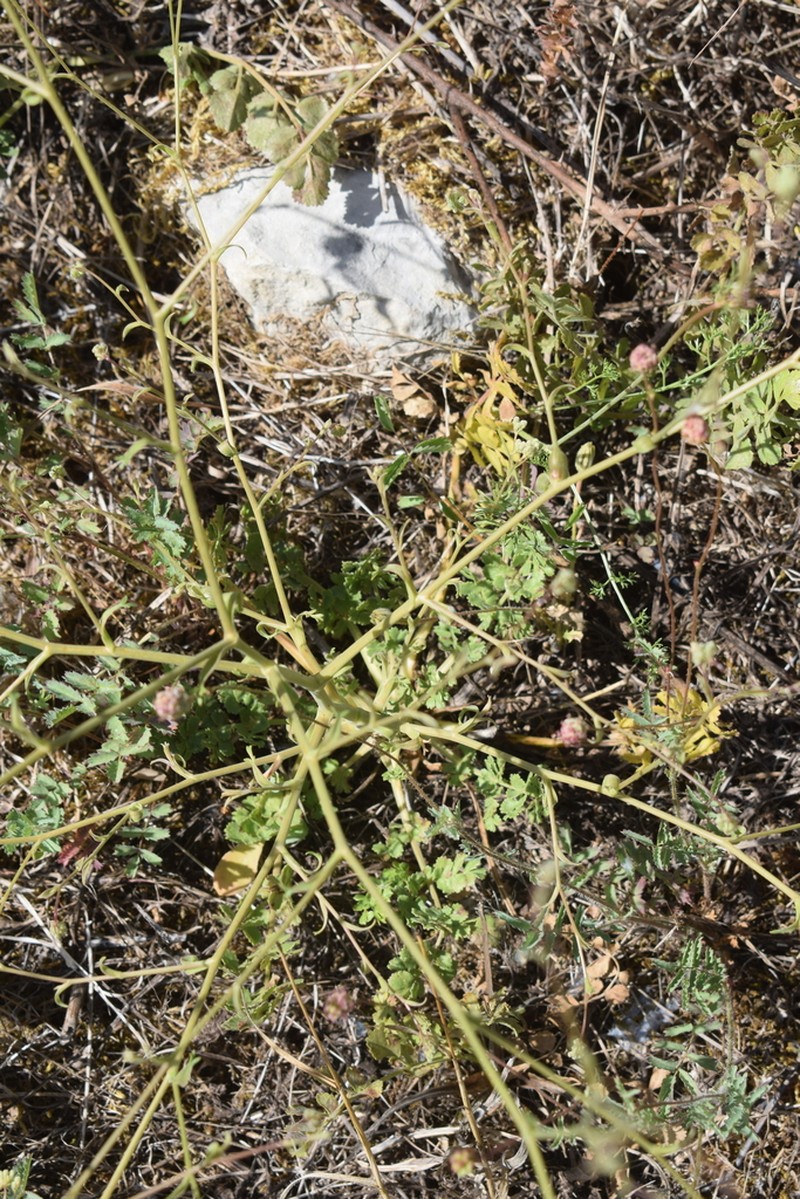 Pimpinella villosa photo 4
