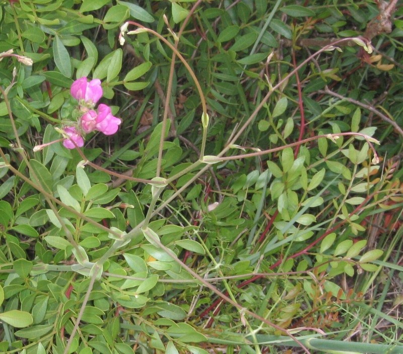 Pimpinella villosa photo 5