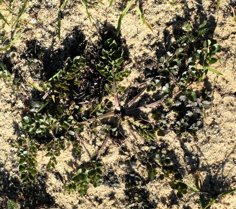 Pimpinella villosa photo 6
