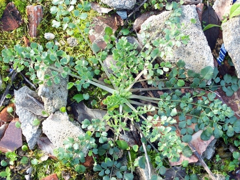 Pimpinella villosa photo 7