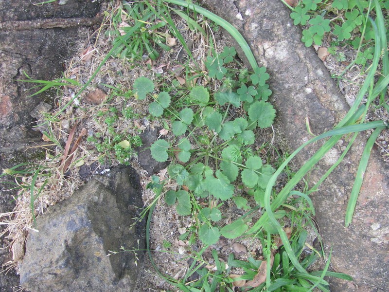 Pimpinella villosa photo 8
