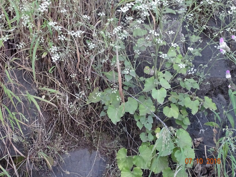 Pimpinella wallichiana