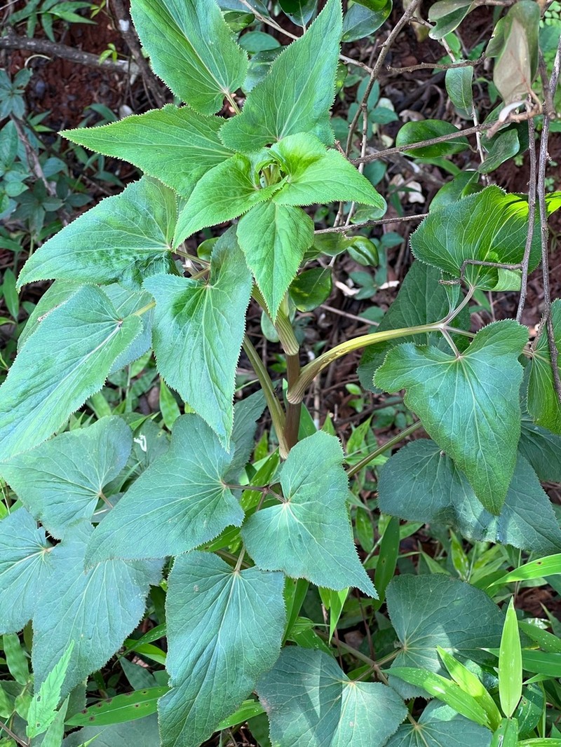 Pimpinella wallichiana photo 2