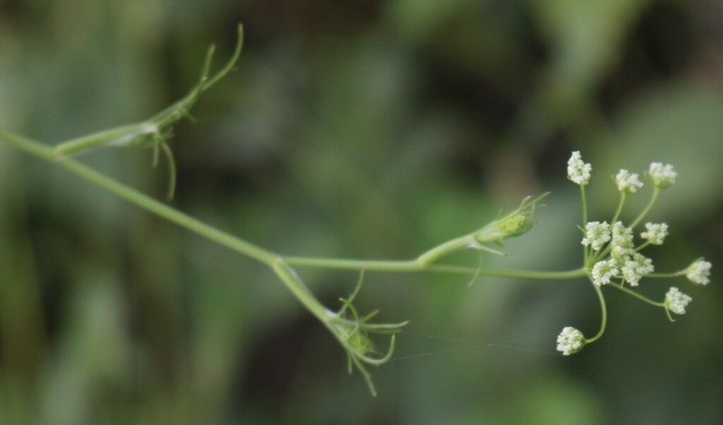 Pimpinella wallichiana photo 3