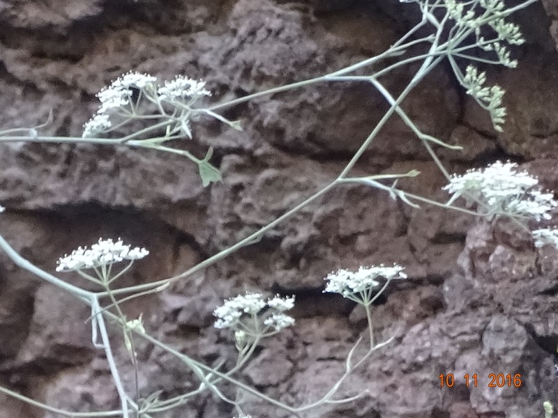 Pimpinella wallichiana photo 4